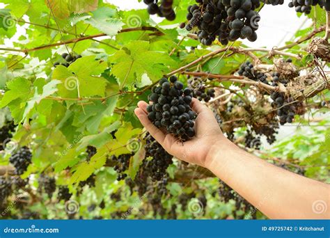 Hand Picking Grapes on the Vine Stock Photo - Image of leaf, vineyard ...