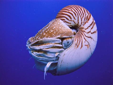 Nautilus: History, Facts, Size, Habitat, Classification & Much More ...