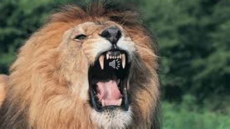 Lion's Roar | Sound of a Lion - YouTube