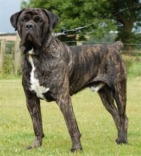 Top 95+ Pictures Picture Of A Mastiff Dog Stunning