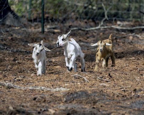 Three Baby Goats Playing on the Farm Stock Photo - Image of oreamnos, safari: 267261934