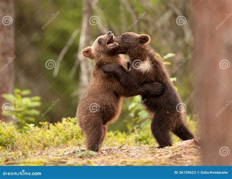 Eurasian Brown Bear (Ursos Arctos) Cubs Stock Image - Image: 36159623