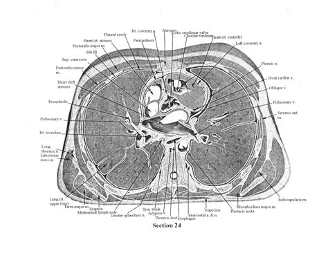 Cross-sectional Human Anatomy