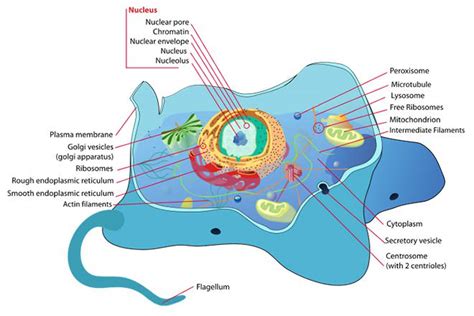 Plant Cell vs Animal Cell - Difference and Comparison | Diffen