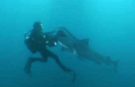 International Fishing News: VIDEO: huge tiger shark attacks at a diver