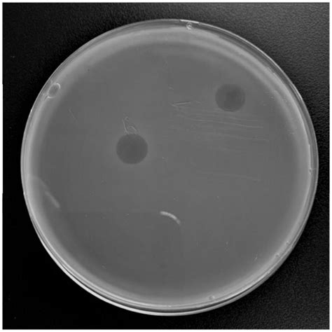 Pseudomonas syringae phage and composition, kit and application thereof - Eureka | Patsnap ...