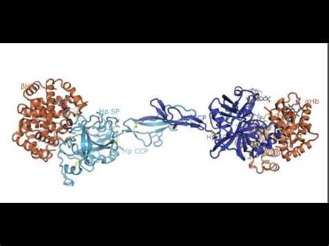 Structure of the Haptoglobin-Hemoglobin complex - YouTube