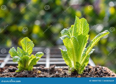 Close-up of Young Romaine Lettuce Plants Growing in Flower Pot in ...