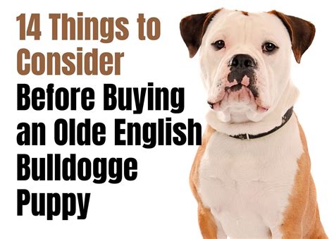 Consider These 14 Factors Before Purchasing an Olde English Bulldogge Puppy