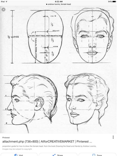 Head Proportions For Drawing