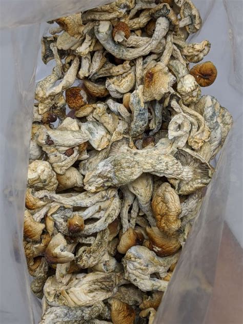 Hillbilly Cubensis Magic Mushroom - Top Shelf BC