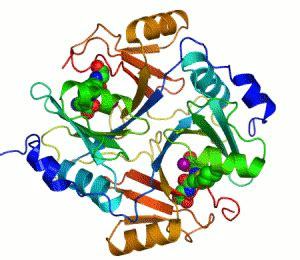 Enzyme - wikidoc