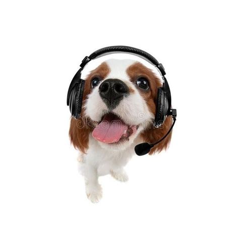 Create meme "dog in headphones, cat in headphones meme, cute dogs ...