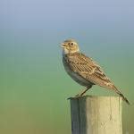 Skylark | What bird is this