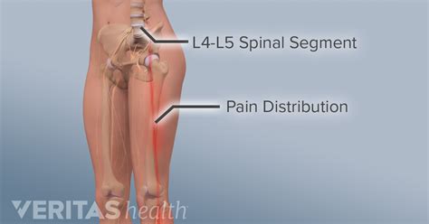 All About the L4-L5 Spinal Segment