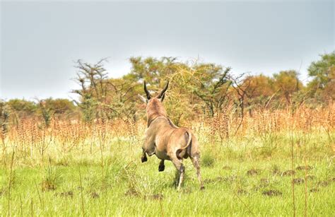 Why are wildlife crimes easily committed in South Sudan? - InfoNile