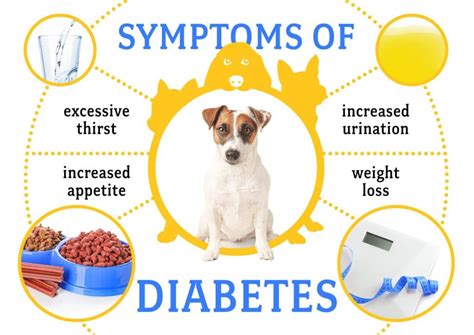 Caring For A Dog With Diabetes - PetHealth4You.com