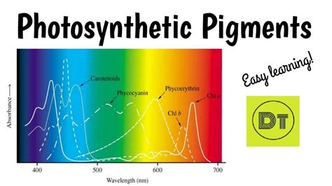 PHOTOSYNTHETIC PIGMENTS (ASSAMESE) - YouTube