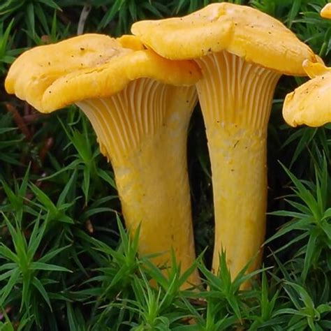 Fresh US Chanterelle Mushrooms | Whole Earth Harvest