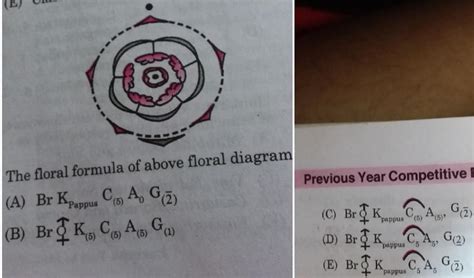 The floral formula of above floral diagram (A) Br KP... - Biology