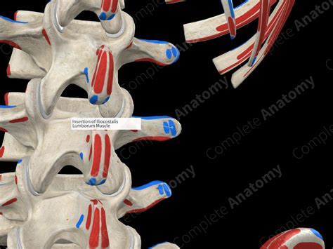 Insertion of Iliocostalis Lumborum Muscle | Complete Anatomy