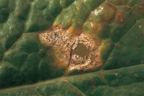 Patchy Phoma Forecast Poses Late Risk