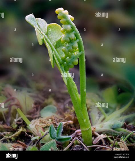 Moonwort (Botrychium lunaria), a small fern in the family Ophioglossaceae Stock Photo - Alamy