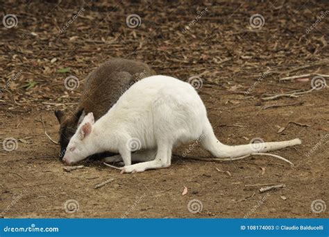 Albino Wallaby Specimen At Kangaroo Island, Australia Stock Image - Image of green, hair: 108174003