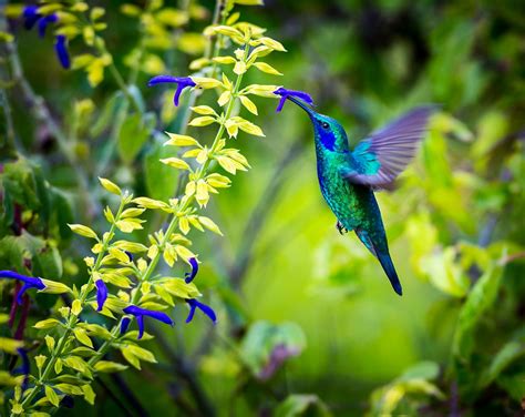 Hummingbird Habitat Archives - Flamingo Gardens