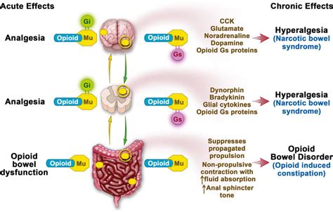 Putative action of opioids at mu receptors in the central nervous ...