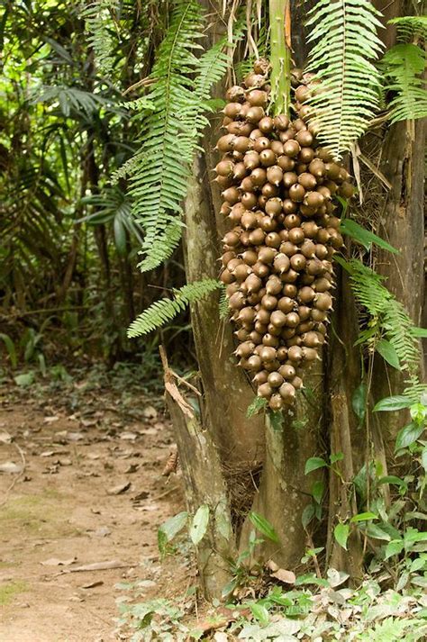 giant grapes of nuts from the Cohune Palm Tree (Orbigyna cohune), Cockscomb Basin Wildlife ...