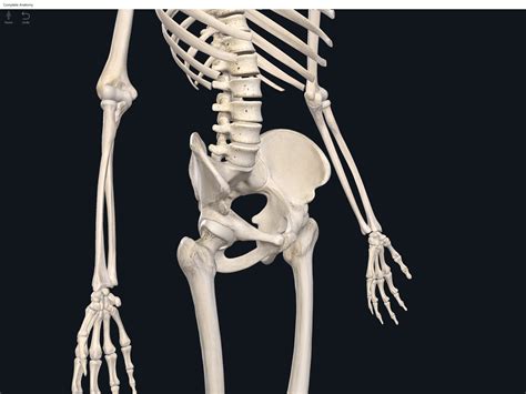 Bones: Lumbo-Pelvic Hip Complex. – Anatomy & Physiology