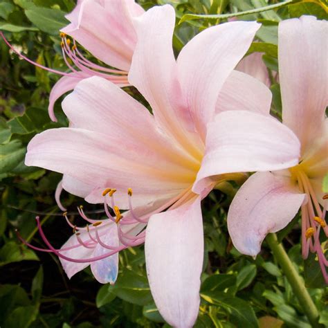 Pink Spider Lily Bulbs For Sale | Lycoris Pink – Squamigera – Easy To Grow Bulbs