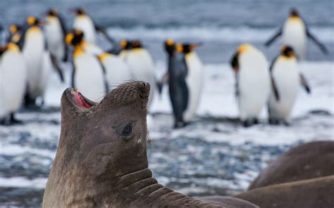 Southern Elephant Seal (Mirounga leonina) and King Penguins ...