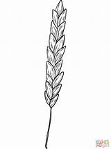 Printable Wheat Coloring Page  Word Searches sketch template