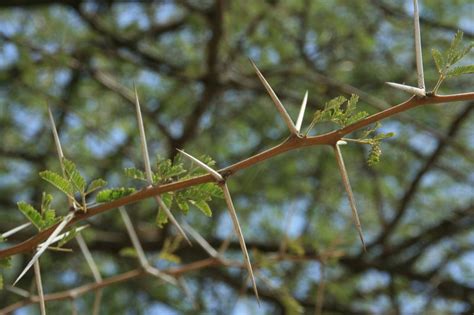 West African Plants - A Photo Guide - Acacia nilotica (L.) Willd. ex Delile