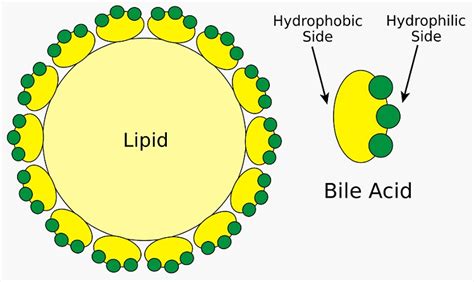 Bile Salts - The Definitive Guide | Biology Dictionary