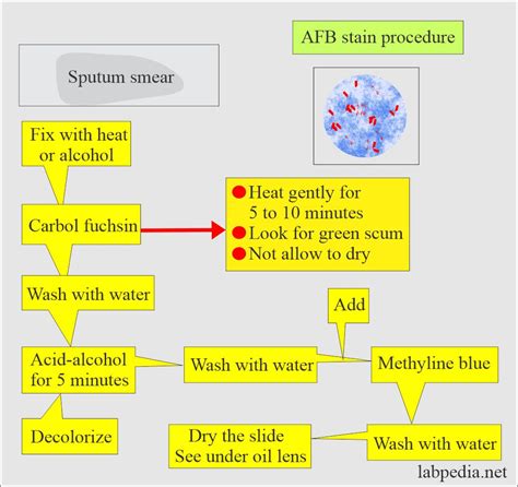 Mycobacterium Tuberculosis:- Part 4 - AFB Stain (Acid Fast Bacilli ...