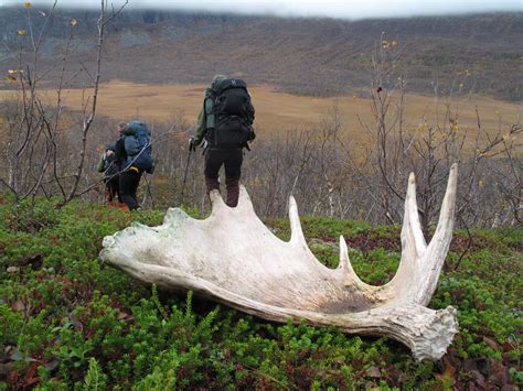 We found this huge Moose antler while hiking in Sarek national park in ...