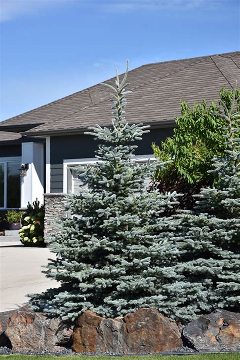 Baby Blue Colorado Blue Spruce (Picea pungens 'Baby Blue') in Inver ...