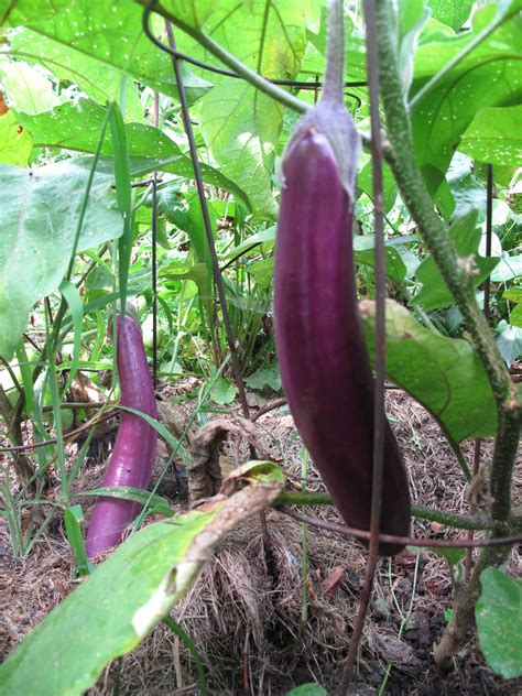 Exploring Vegetables: Ichiban Eggplant - Our Twenty Minute Kitchen GardenOur Twenty Minute ...