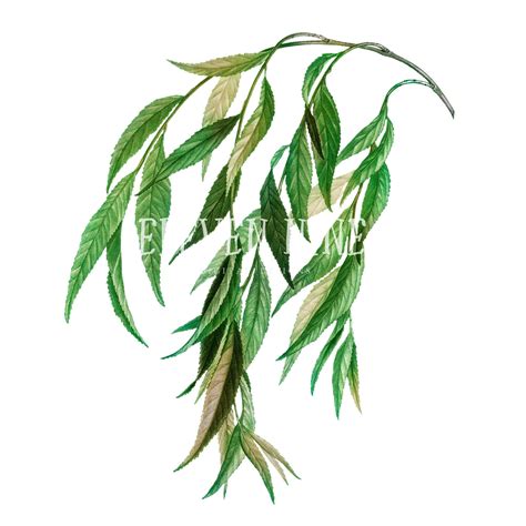 Weeping Willow,leaves Clipart,plant Clipart,greenery Clipart,botanical ...