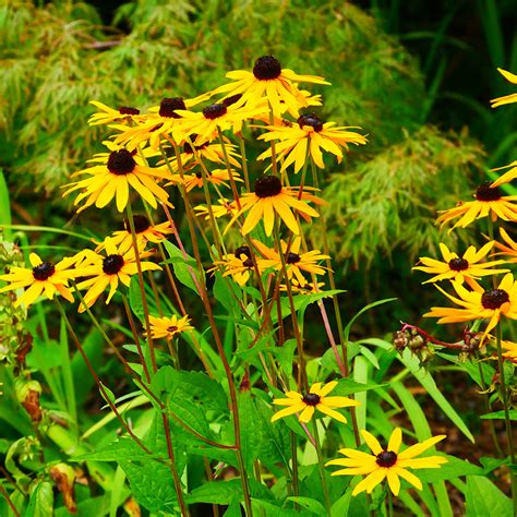 Rudbeckia - Knockpatrick Gardens