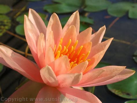 lotus orange pink - Google Search | Lotus flower wallpaper, Flower iphone wallpaper, Lotus ...