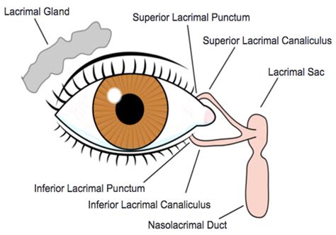 Swollen Lacrimal Gland