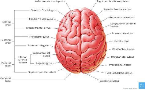 Human Brain Diagram Top View