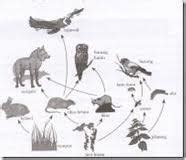 EKOSISTEM MEMBENTUK RANTAI MAKANAN - asa generasiku