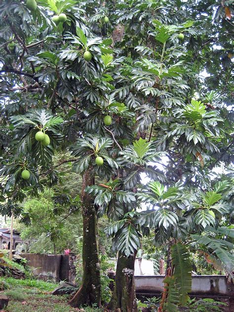 Breadfruit Tree