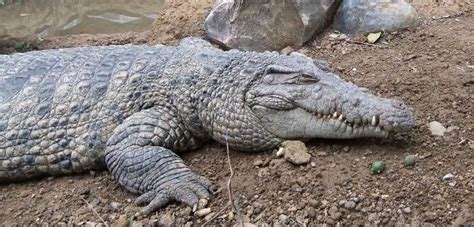 New Guinea Crocodile | The Animal Facts | Appearance, Diet, Habitat