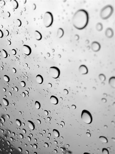 Free Images : water, drop, black and white, petal, wet, weather ...